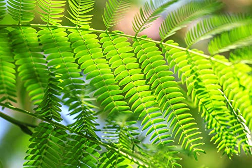 Earthcare Seeds Albizia Julibrissin Rosea Pink Persian Silk Tree 30 Seeds (Albizia Julibrissin F. Rosea) #TOP3