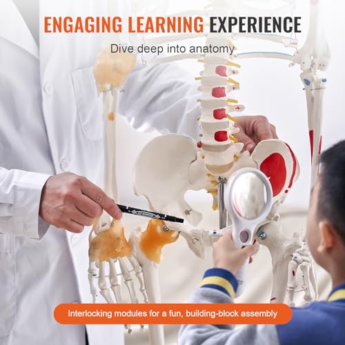 VEVOR Human Skeleton Model for Anatomy, 71.65" Life Size, Accurate PVC Anatomy Skeleton Model with Ligaments, Movable Arms, Legs & Jaw, with Muscle Origin & Insertion Points, for Professional Teaching by VEVOR - Image 3