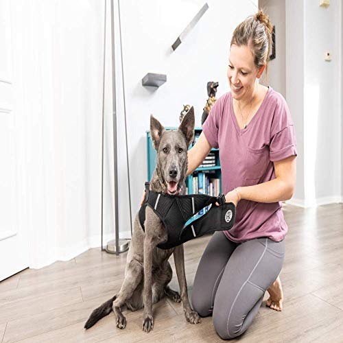 H&K Hudson Harness | Blue (Small) | Easy Control Step-in Mesh Vest Harness for Dogs with Reflective Strips for Safety… - Image 5