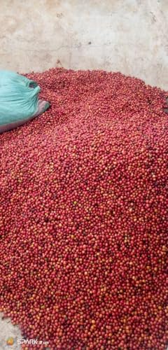 Café Arábica Tostado Kenya AA Grano Entero 32 Onzas miniatura 7