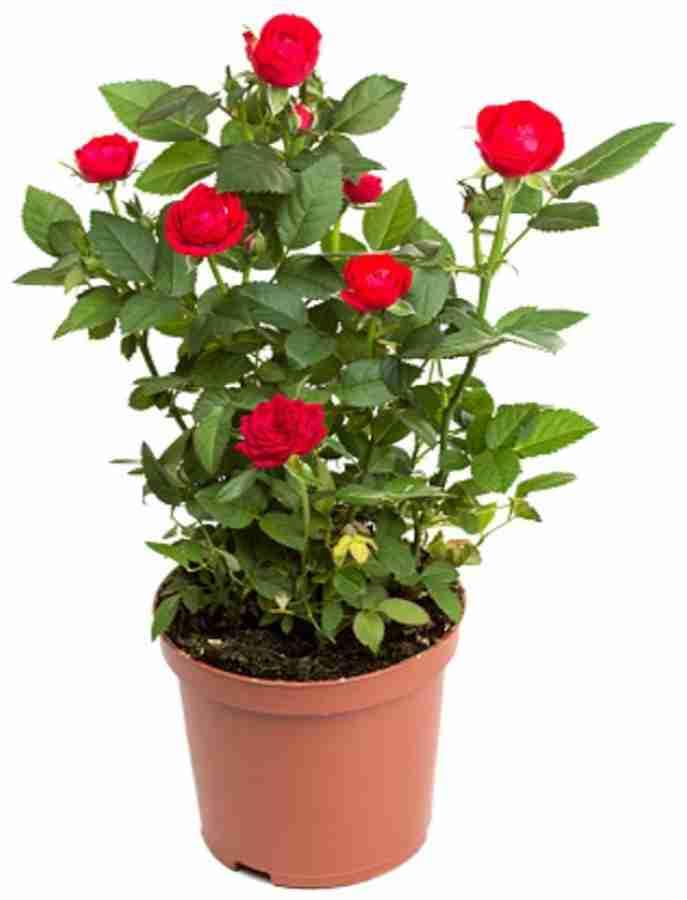 Reelzone Live Rare Red Rose Climbing Live Flower Plant For Indoor and Gardening (Red Rose plant) With Pot (B0D96JBNCG) Amazon Price History, Amazon Price Tracker