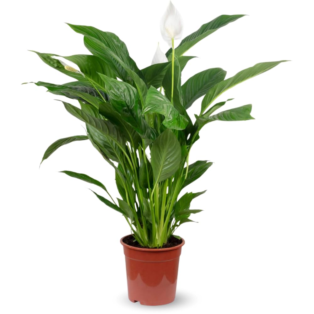 Spathiphyllum fleur de lune plante d'intérieur ombragée facile à entretenir