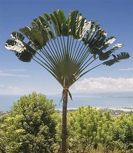 Miniatura 5 de Ravenala madagascariensis Ventilador PlátanoBanana ViajeraÁrbol de Viajeros 5_Seeds