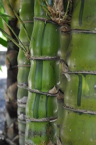Miniatura 5 de Bambú de vientre de Buda enano a rayas  3 plantas vivas  Bambusa Vulgaris Wamin Striata  Agrupación rara no invasiva