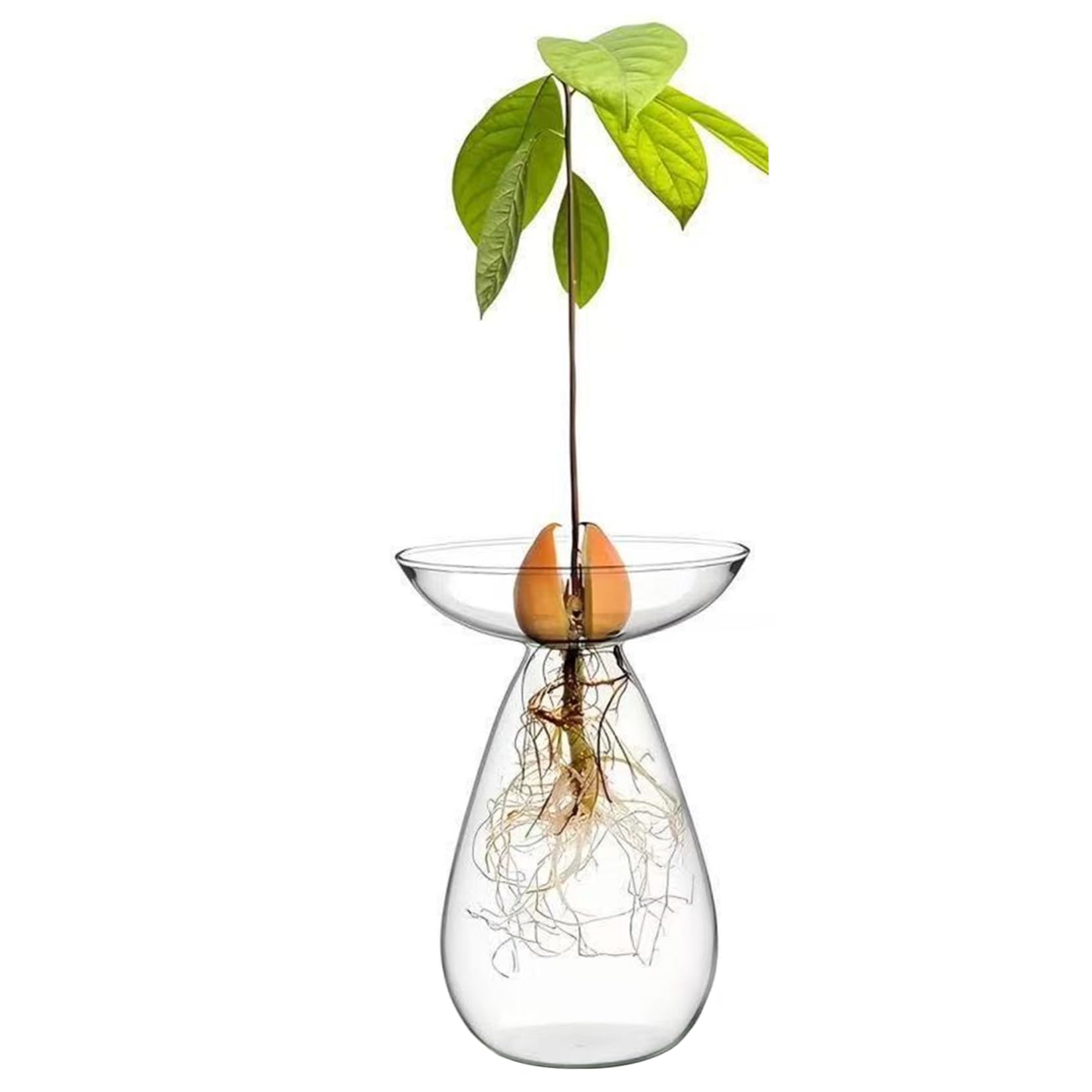 Hperu Clear Avocados Seed Starter Vase, Glass Avocados Vase Planter Hydroponic Plants Grow Pots Small Tree Growing Kit For Indoor Home Office Decoration