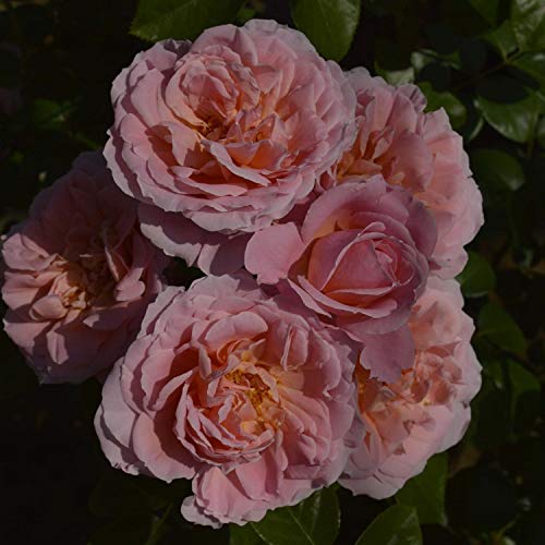 その他 rose Buy Wholesale Dark X-Pression Garden Rose in Bulk - FiftyFlowers