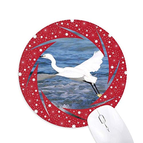 I[VCg̊C̎ʐ^ ~`S̐Ԃ̃zC[pbh