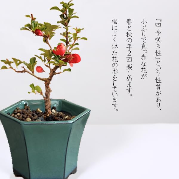 Amazon.co.jp: 遊恵盆栽 ミニ盆栽：長寿梅*(みどり反六角陶器鉢) 花