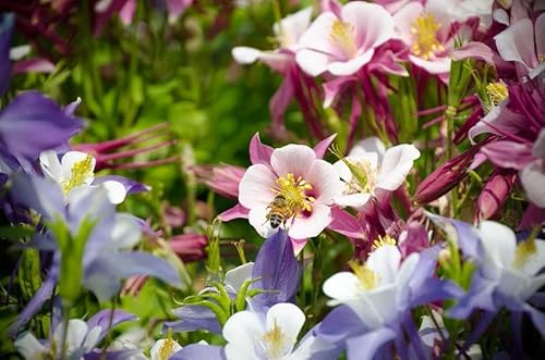 Louisecon 100 Multicolor Columbine Seeds For Planting Non Gmo Glass Columbine Flower Seeds Wild Columbine Seeds Bulk #TOP2