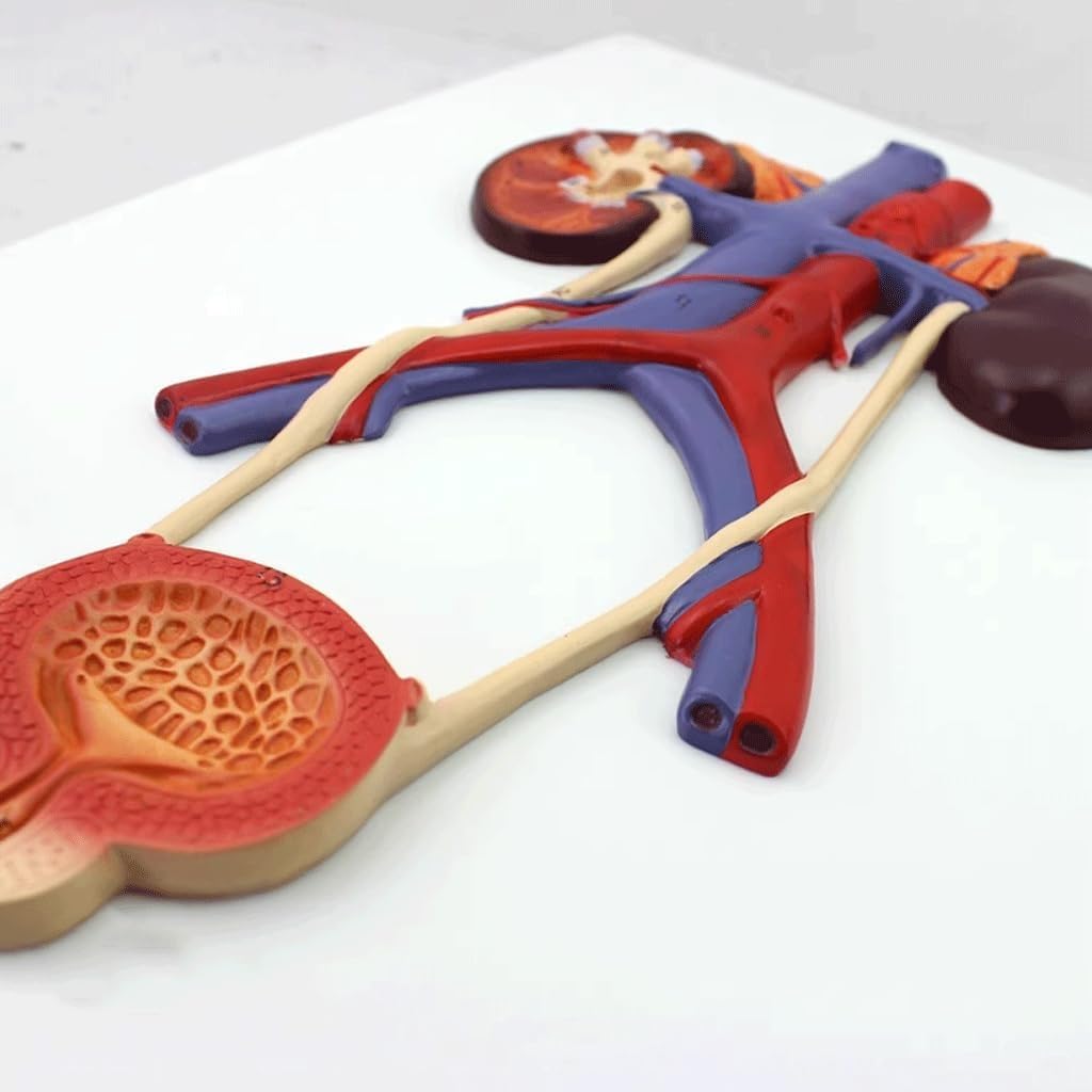 Human Urinary System Anatomy Model, Ureteral Bladder Urethra Kidney Teaching Model with Digital Indicator, Medical Reproductive Anatomy Educational Display Tool