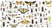 Puzzle 1000 Piezas, Insectos De Colores Puzzle, Puzzle Rompecabezas Para Adultos Y Niños, Madera Jigsaw Puzzles Classic Rompecabezas De Juguet, Juguete De Regalo Ideal