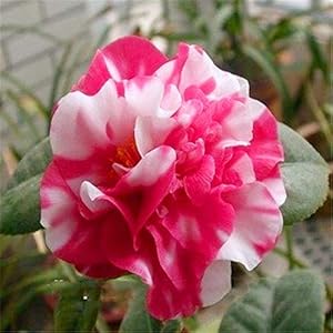 . 20 pc/sacchetto bonsai della camelia piante di giardino domestiche di fiori bonsai arcobaleno piante bonsai colore rara pianta: 15: Only Seeds