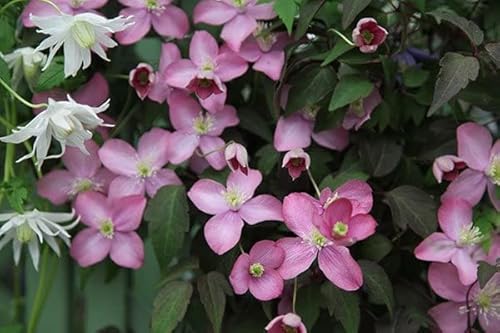Plant Theory 60cm Cane Clematis Freda Pink Flowering Vine Climbing Plant 3L Pot