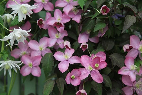 Plant Theory 60cm Cane Clematis Freda Pink Flowering Vine Climbing Plant 3L Pot