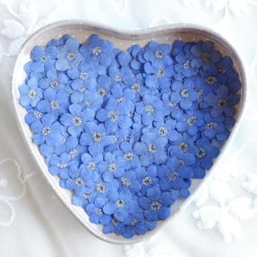 20 piezas flores secas prensadas Purple Forget Me Not para manualidades miniatura 6