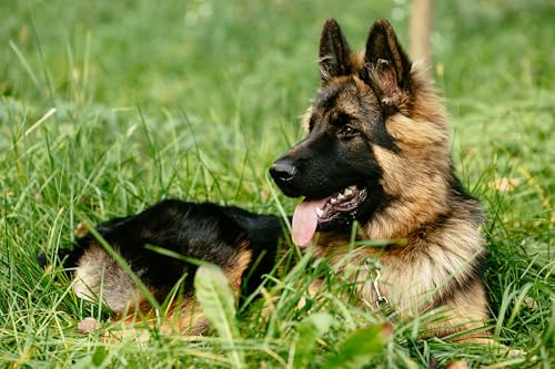 Canina Kräuter-Doc Niere und Harnblase,300g