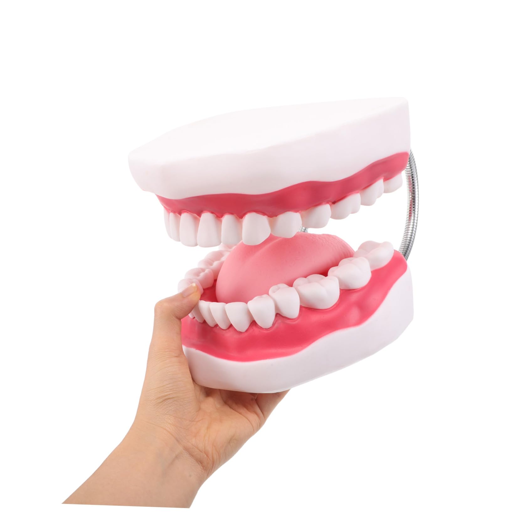 Modello Di Protesi Dentaria Ortodontica Modelli Di Denti Per Istruzione Denti e Bocca Finti Realistici Per Pratica Odontoiatrica e Preparazione All Esame Dentistico