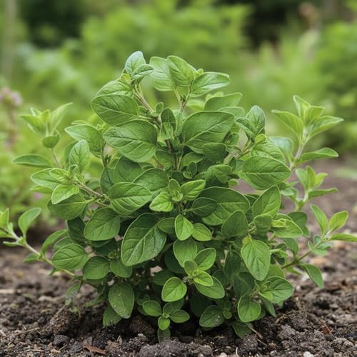 Perennial Marjoram Herb Seeds Ã¢â‚¬â€œ Origanum vu