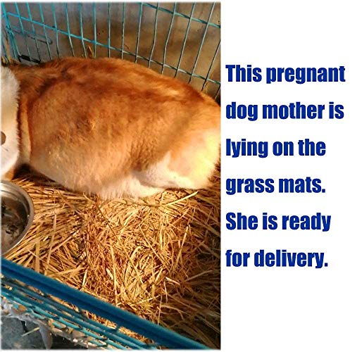 PINVNBY Natürliches Gras, gewebte Matte, Kleintier-Bettwäschenest, Meerschweinchen, Kauspielzeug für Papageien, Kaninchen, Hamster, Ratten, 6 Stück