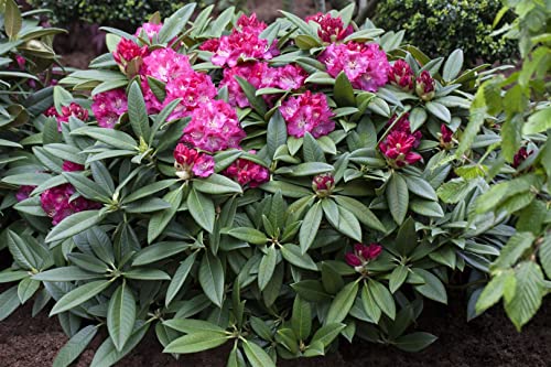 Rhododendron Hybride 'Berliner Liebe' 40-50 cm – Winterhart, Immergrün, Mehrjährig – Rhododendron – Zierstrauch für Garten & Kübel