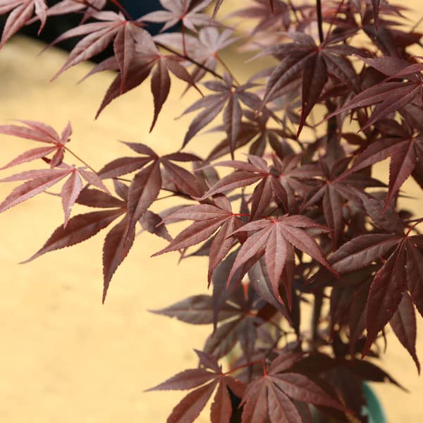 Amazon.co.jp: 庭木・植木 庭木苗：野村モミジ（のむらもみじ