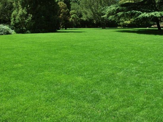 Ferrarium Sulfato IJzer Meststof 2,5 kg – Anti-Mos – Oplosbaar en agua – Para aprox. 125 m² de superficie de césped
