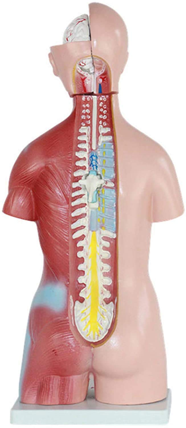Xiaoxu Plantilla de Torso Humano, Modelo anatómico del Cuerpo Humano, Modelo de ensamblaje anatómico 4D de órganos Humanos para la enseñanza Escolar,