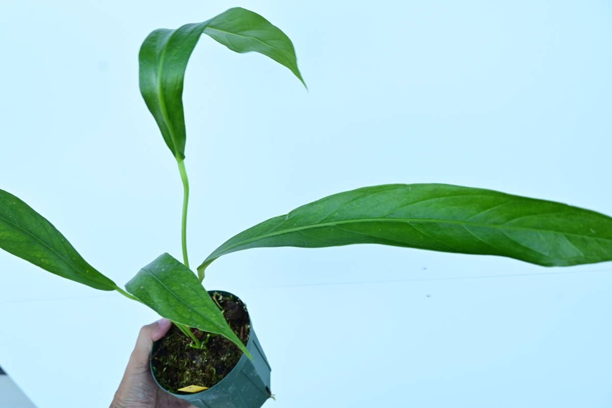 Anthrium BigBill アンスリウム Amazon.co.jp: Anthurium 'Big Bill'① @bikamori.com