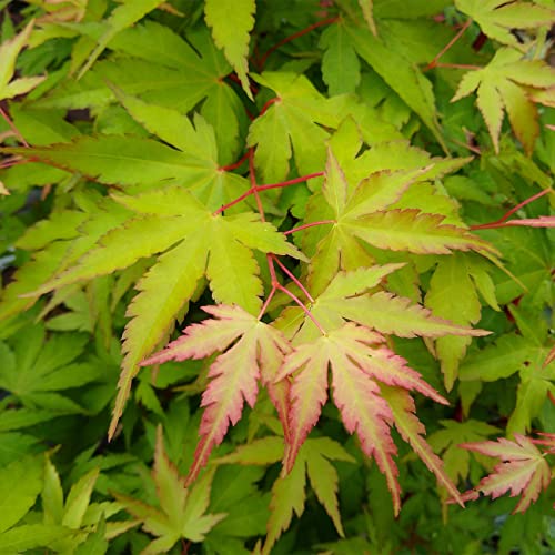 Perfect Plants Sango Kaku Japanese Maple Tree 4-5Ft Tall - Elegant Coral Bark Branches - Eye-Catching Green Golden Leaves - Ideal For Landscapes #TOP4