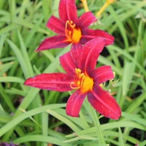 6x Lis d’un jour 'Crimson Pirate' – Hemerocallis 'Crimson Pirate' – Godet 9x9cm | Fleurs rouge vif, forme étoilée