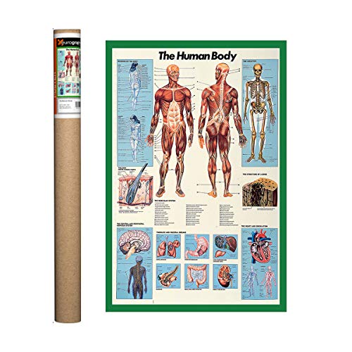 EuroGraphics Human Body, Poster 38.5 x 26.75 inch