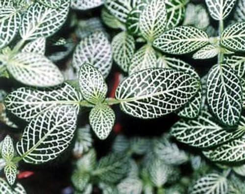 White Vein Nerve Plant - Fittonia verschaffeltii - 4" Pot