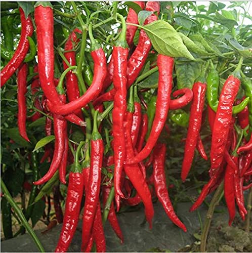 See full amazon price history chart for Gardenify India F1 Hybrid Green Red Chilli Seeds (40 Seeds/packet) Gardenify India F1 Hybrid Green Red Chilli Seeds (40 Seeds/packet) (B094J4YSD5) Amazon Price History, Amazon Price Tracker