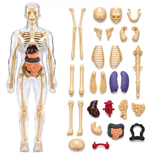 Image of Lifelong Labs Anatomy Kit | 29-Piece Anatomy Kit with Skeleton, Organs, Body Parts | Human Body 3D Puzzle, STEM Science Toy | Skeleton Model Detachable Bones | Body Parts Toy for Kids Ages 5-12 Yrs