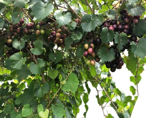 Muscadine Grapes Plant Sweet Grapevine Well Rooteds, Scuppernong ...