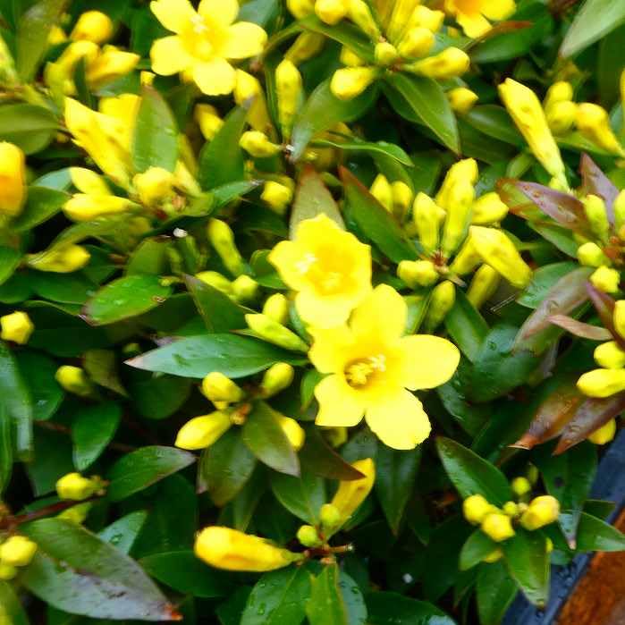 Amazon.co.jp: カロライナジャスミン 苗 3.5号ポット 黄花 ツル植物