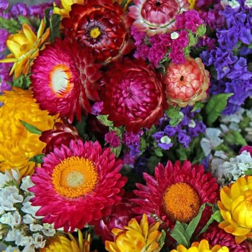 2500 Non-GMO Strawflower Seeds - Heirloom Low-Maintenance Flowers High Germination & Pest-Resistant Perfect for Pots