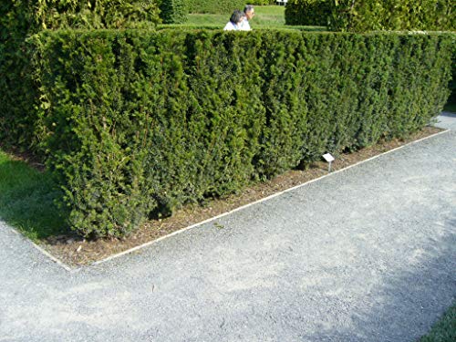10 Eiben 30-50cm frisch vom Feld Gartenhecke Heckenpflanzen Immergrüne Pflanze Taxus baccata Eibe Wurzelware