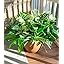 Large8pcs