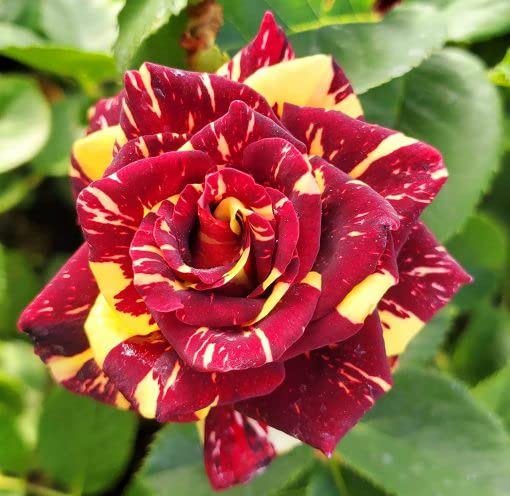 Greenvalue Live Abracadabra dabra Rose Flower Plant Abracadabra Rose Healthy Hybrid (Grafted) Live plant Pack of 1 (B0BWV9DSRH) Amazon Price History, Amazon Price Tracker