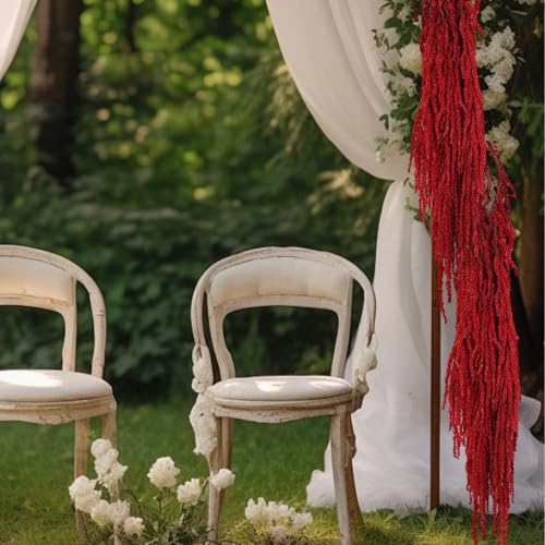 Amaranto seco natural 60-80 cm color rojo oscuro miniatura 5