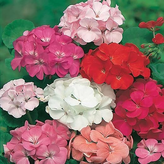 Greenursery Geranium Flower Plant Live Cranes-bill with Beautiful Pot & Secure Packing (Geranium Plant, White) (B0CRH853BD) Amazon Price History, Amazon Price Tracker