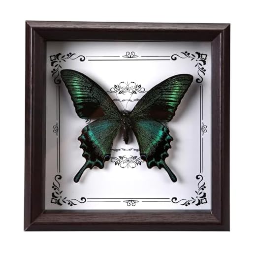 Handmade Real Butterfly Frame, Exquisite Real Butterfly Decoration (Green Ribbon Emerald Butterfly)