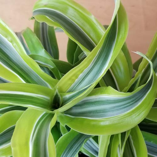 plant supports for lavender Elegance Plant Supports - 4 Pack