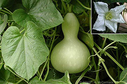 Creative Farmer Vegetable Seeds Round Lauki Seeds - Bottle Gourd Bulb ?Seeds Seeds For Planting Home Garden Seeds (B07N4913Z3) Amazon Price History, Amazon Price Tracker