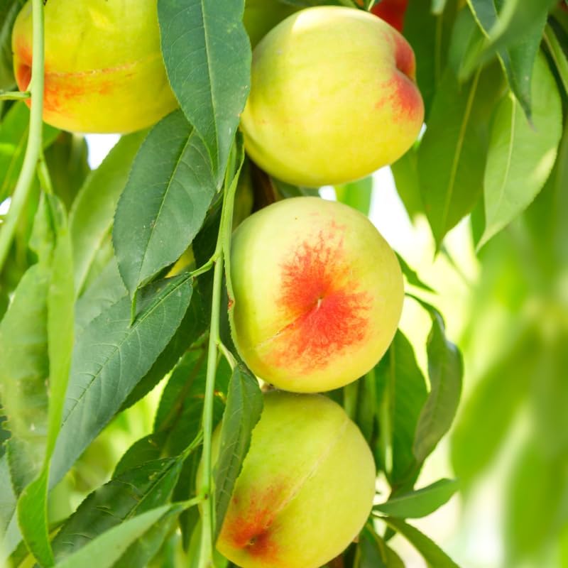 Red Seedling Peach Tree Live Plant, Well-Rooted 6 to 12 Inches in Tall in Gallon Pot for Growing, Peachs Fruit Trees Cold Hardy