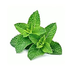 Zaad Heeft Muntzaden Nodig, 2000 Zaden Binnen- En Buitenbloemen En Graszaden Voor Alle Seizoenen (Color : Groen, Grootte…