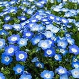 Nemophila Baby Blue Eyes Flower Seeds – 1000+ Non-GMO Annual Wildflower Seeds – Easy Growing, Deer Resistant,Perfect for Garden & Landscape