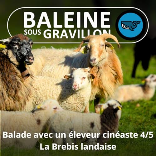 『S07E08 Balade avec un éleveur-cinéaste 4/5 : Mouton ou chèvre ? Grazer ou browser ? (Rémi Dupouy)』のカバーアート