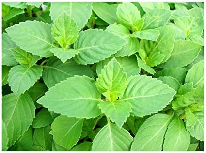100 Indian Rama Tulsi Holy Sacred Basil Seeds Green Leaf Heirloom Non-GMO Tulasi Herb Grows Big Fragrant Grown in USA Ocimum Sanctum